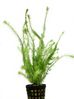 ROTALA WALLICHII.jpg