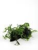 WOOD ANUBIAS-MICROSORIUM-MOSS MEDIUM.jpg