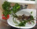 Filename : nufar_japonicum.jpg
Filesize : 102KB
Dimensions : 822x642
Date added : Nov 07, 2005 nufar_japonicum.jpg