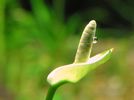 Floare_Anubias_closeup.jpg