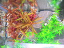 planta rosie de sus.jpg