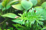 rotala animax.jpg