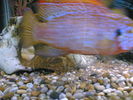 Filename : Image(179).jpg
Filesize : 234KB
Dimensions : 1152x864
Date added : Jan 28, 2006 Image(179).jpg
