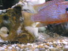 Filename : Image(180).jpg
Filesize : 236KB
Dimensions : 1152x864
Date added : Jan 28, 2006 Image(180).jpg