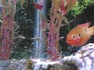 Filename : Image(183).jpg
Filesize : 271KB
Dimensions : 1152x864
Date added : Jan 28, 2006 Image(183).jpg