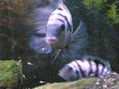 Filename : Image(185).jpg
Filesize : 252KB
Dimensions : 1152x864
Date added : Jan 28, 2006 Image(185).jpg