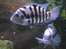 Filename : Image(186).jpg
Filesize : 330KB
Dimensions : 1152x864
Date added : Jan 28, 2006 Image(186).jpg