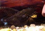 Filename : ancistrus-f.jpg
Filesize : 94KB
Dimensions : 500x342
Date added : Jul 03, 2005 ancistrus-f.jpg