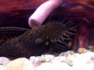 Filename : ancistrus-m.jpg
Filesize : 100KB
Dimensions : 500x375
Date added : Jul 03, 2005 ancistrus-m.jpg