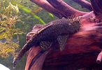 Filename : ancistrus.jpg
Filesize : 135KB
Dimensions : 500x342
Date added : Jul 03, 2005 ancistrus.jpg