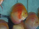 DSCN0248.JPG