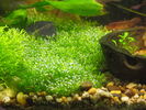Filename : Detaliu_covor_Riccia_IMG_1511.jpg
Filesize : 150KB
Dimensions : 640x480
Date added : Nov 07, 2005 Detaliu_covor_Riccia_IMG_1511.jpg