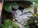 Filename : Frunze_Nymphea_IMG_1305_120l_net.jpg
Filesize : 142KB
Dimensions : 720x540
Date added : Nov 07, 2005 Frunze_Nymphea_IMG_1305_120l_net.jpg