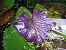 Filename : Frunze_Nymphea_IMG_1307_verso_120l_net.jpg
Filesize : 147KB
Dimensions : 640x480
Date added : Nov 07, 2005 Frunze_Nymphea_IMG_1307_verso_120l_net.jpg
