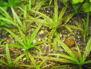 Filename : Tenellus cu probleme-30ZILE-SUPA-SETUP.JPG
Filesize : 421KB
Dimensions : 1600x1200
Date added : Feb 05, 2006 Tenellus cu probleme-30ZILE-SUPA-SETUP.JPG