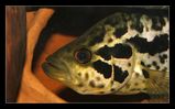 Filename : 010-copy.jpg
Filesize : 126KB
Dimensions : 800x498
Date added : Jul 15, 2005 010-copy.jpg