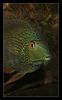 Filename : 013-copy.jpg
Filesize : 126KB
Dimensions : 498x800
Date added : Jul 15, 2005 013-copy.jpg