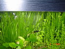 anubias_inflorit2.JPG
