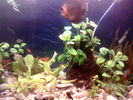Filename : Imag022.jpg
Filesize : 65KB
Dimensions : 640x480
Date added : May 09, 2006 Imag022.jpg