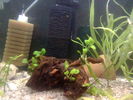 Filename : Imag023.jpg
Filesize : 54KB
Dimensions : 640x480
Date added : May 09, 2006 Imag023.jpg
