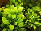 Anubias_2.JPG