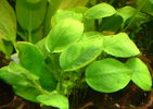 Anubias_barteri_nana_01.jpg