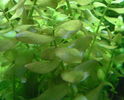 Bacopa_caroliniana_01.jpg