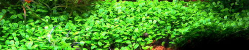 Glossostigma_elatinoides_01.jpg