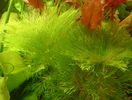 Limnophila_aquatica_01.jpg