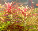 Limnophila_aromatica_01.jpg