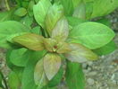 Ludwigia_repens_rubin_01.jpg