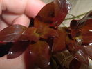 Ludwigia_repens_rubin_02.jpg