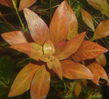 Ludwigia_repens_rubin_03.jpg