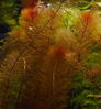 Myriophyllum_tuberculatum_01.jpg