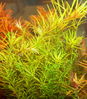 Rotala nanjenshan_.jpg