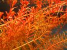 Rotala_1.JPG