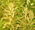 Rotala_rotundifolia_01.jpg