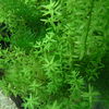 Rotala_rotundifolia_02.jpg