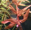 Rotala_rotundifolia_red_01.jpg