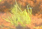 Utricularia graminifolia.JPG