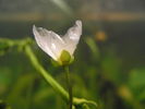 floare de echi.jpg