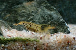 tiger shrimp.jpg