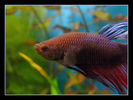 Filename : acv_02.JPG
Filesize : 112KB
Dimensions : 800x600
Date added : Jan 14, 2006 acv_02.JPG