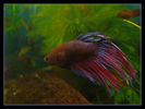 Filename : acv_03.JPG
Filesize : 91KB
Dimensions : 800x600
Date added : Jan 14, 2006 acv_03.JPG