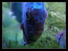 Filename : acv_09.jpg
Filesize : 127KB
Dimensions : 800x600
Date added : Jan 11, 2006 acv_09.jpg