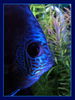 Filename : acva1.jpg
Filesize : 117KB
Dimensions : 600x800
Date added : Jan 11, 2006 acva1.jpg