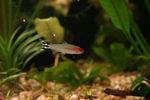 Filename : Hemigrammus bleheri.JPG
Filesize : 792KB
Dimensions : 2048x1360
Date added : Nov 17, 2005 Hemigrammus bleheri.JPG