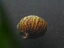 Neritina natalensis.JPG