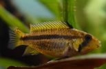 apistogramma_cacatuoides_F.JPG