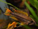 apistogramma_cacatuoides_M_1.JPG